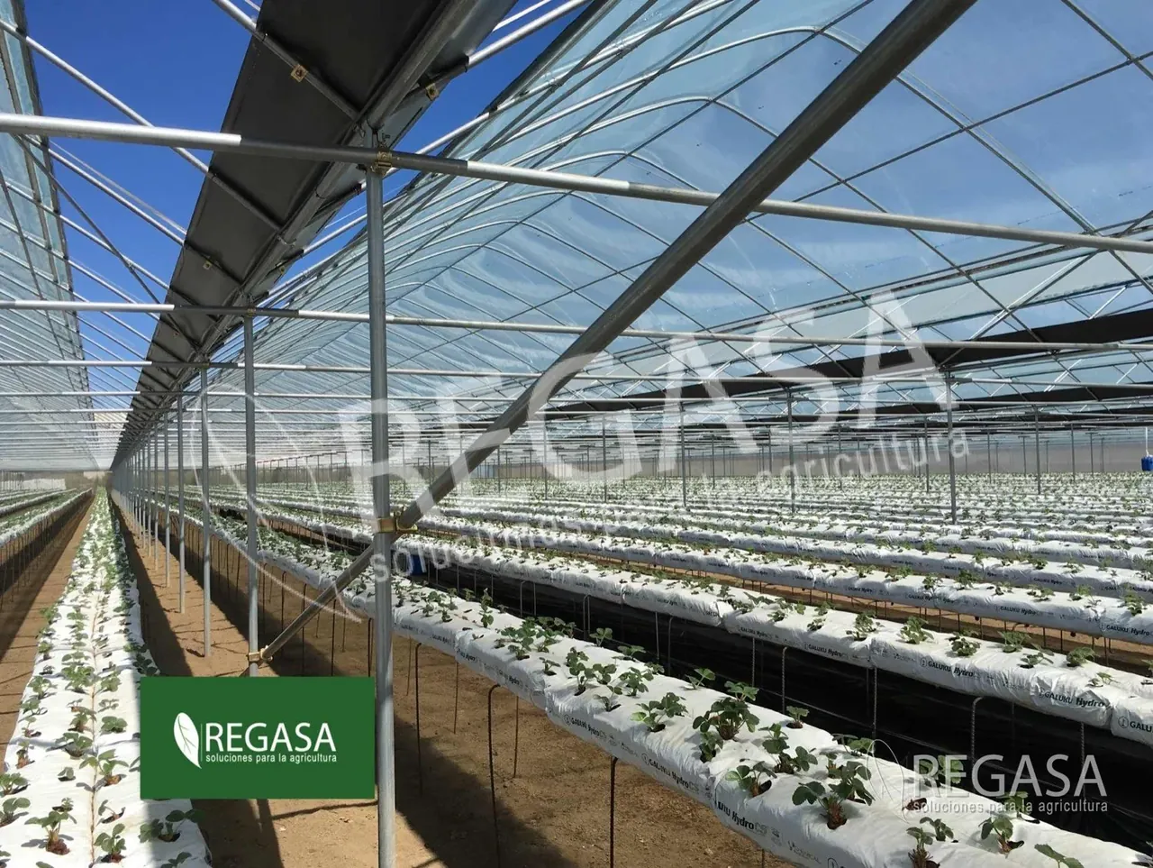 Columnas y canales de un invernadero REGASA con cultivo
