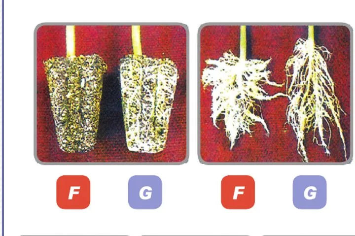 Comparación de raíz: Fibroot (F) genera más raicillas que una bandeja normal (G)