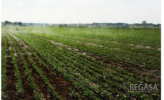 Manguera Golden Spray