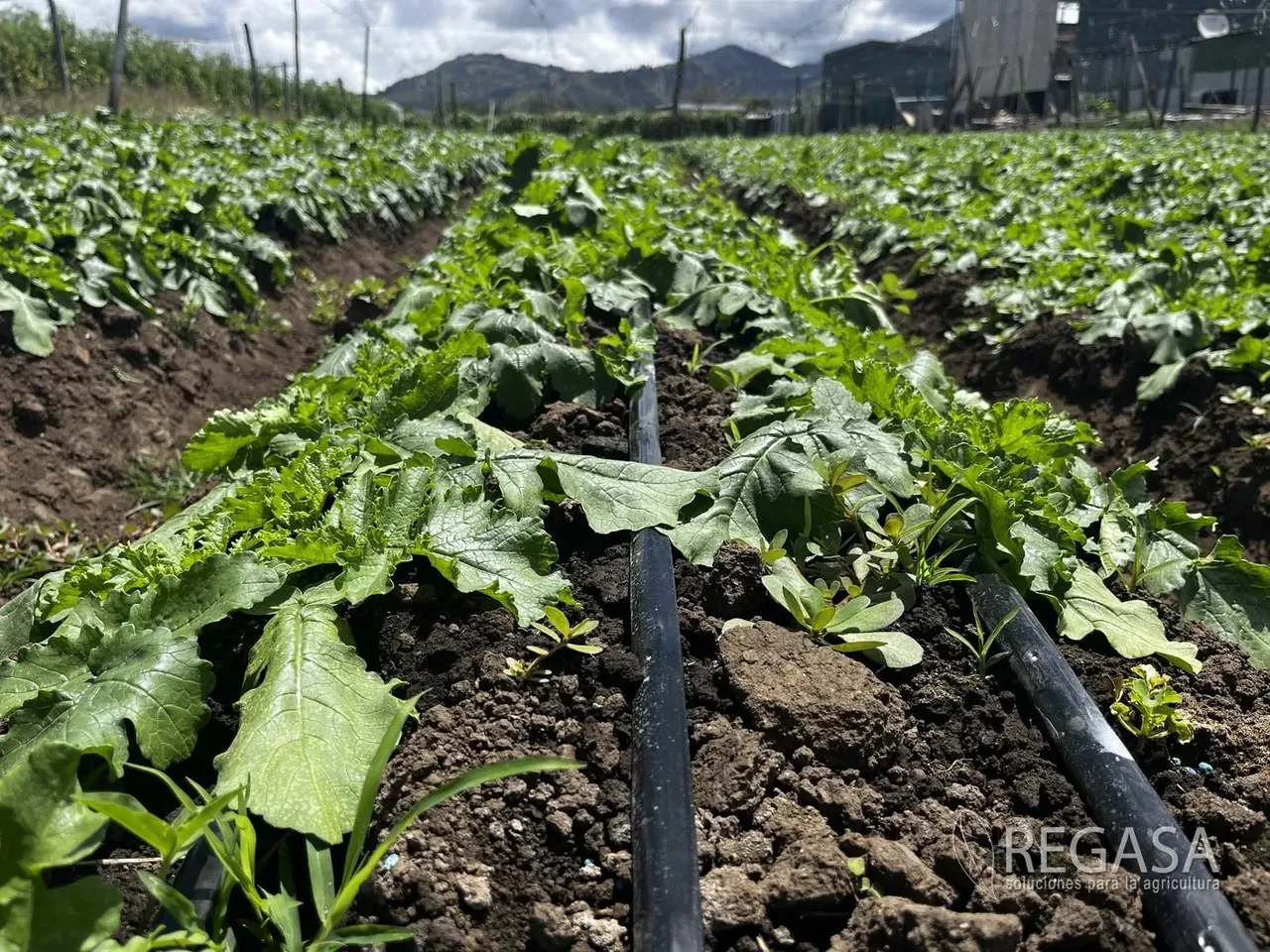 Riego por Goteo para Aguacate Hass en Guatemala