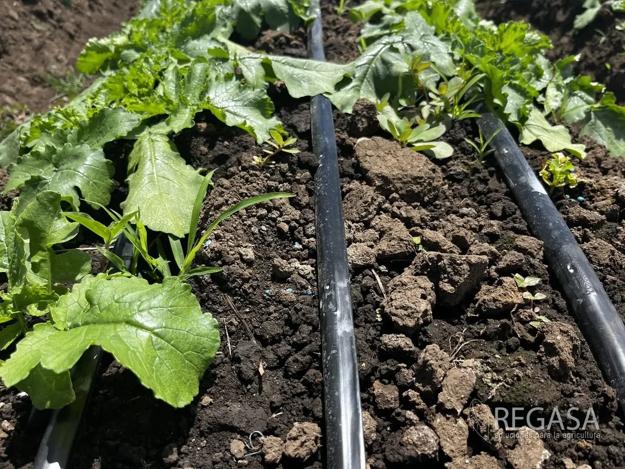 Riego por Goteo para Tomate en Guatemala: Cuánta Agua y Cada Cuánto