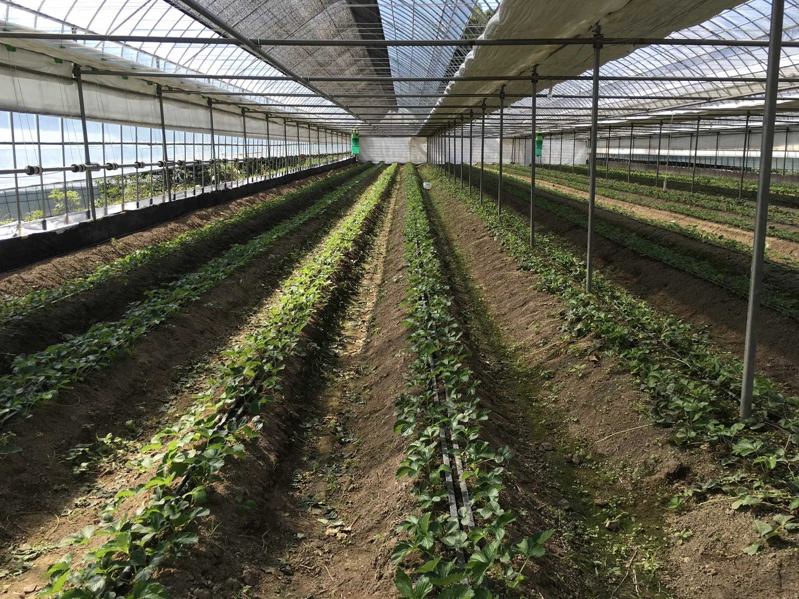Growing Blueberries in High Tunnels: What U.S. Growers Need to Know