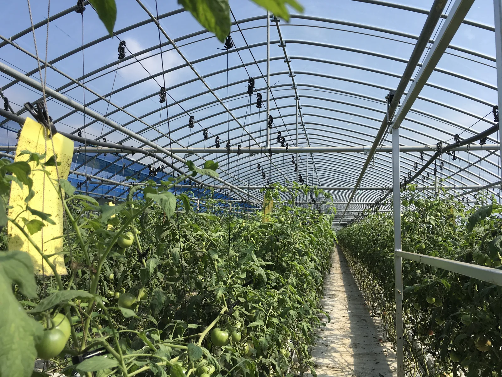 Inside a high tunnel, tomato crop under the arch
