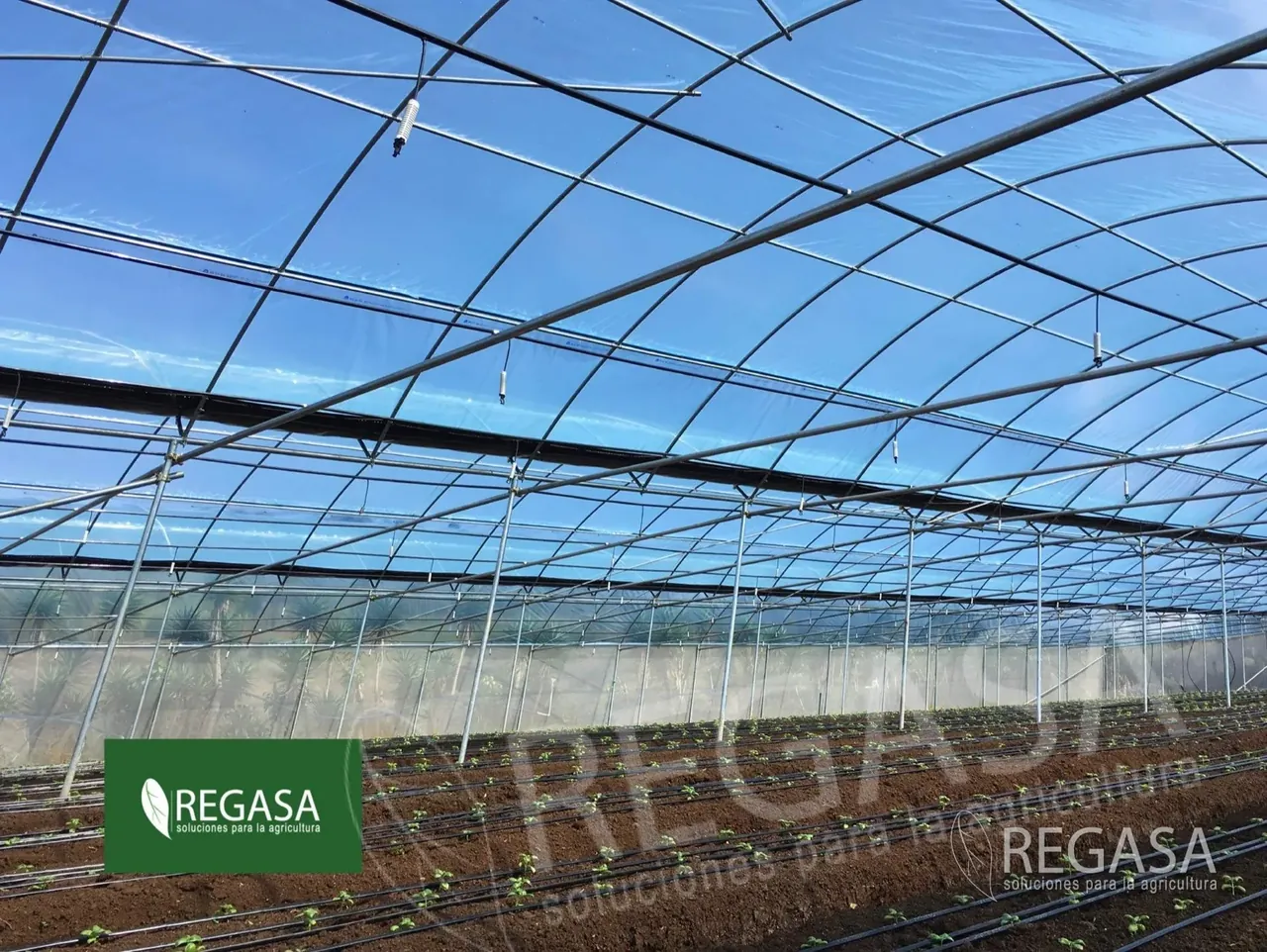 Bandejas de Germinación para Viveros en Guatemala: Guía Completa