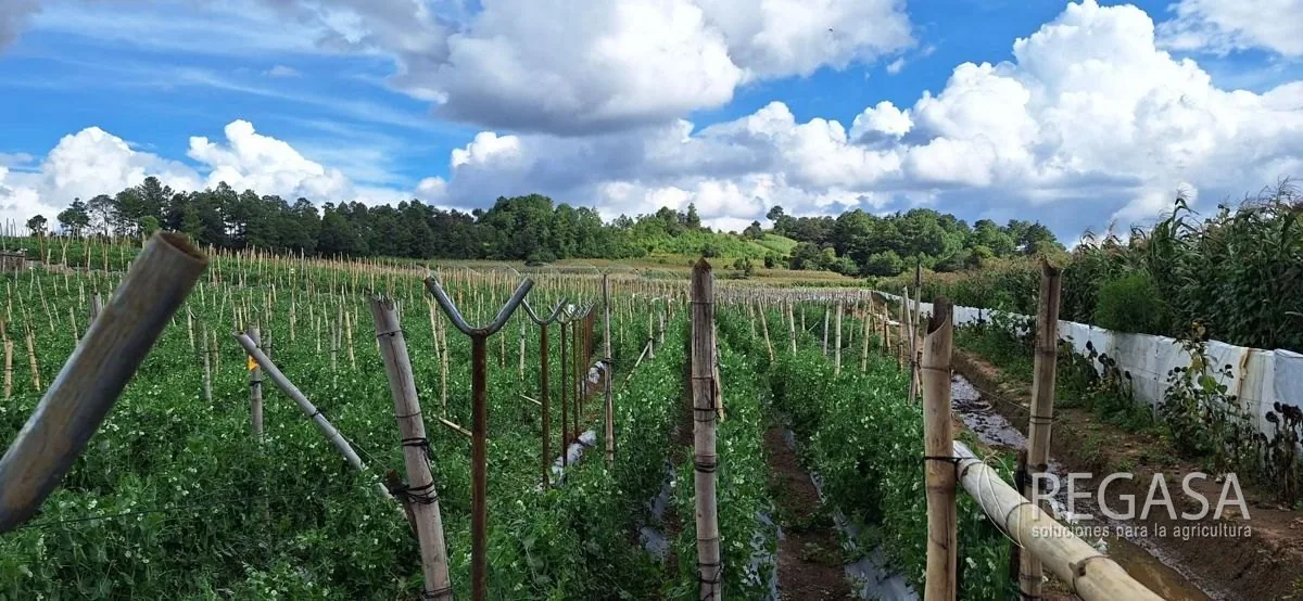 Rábano en un invernadero REGASA