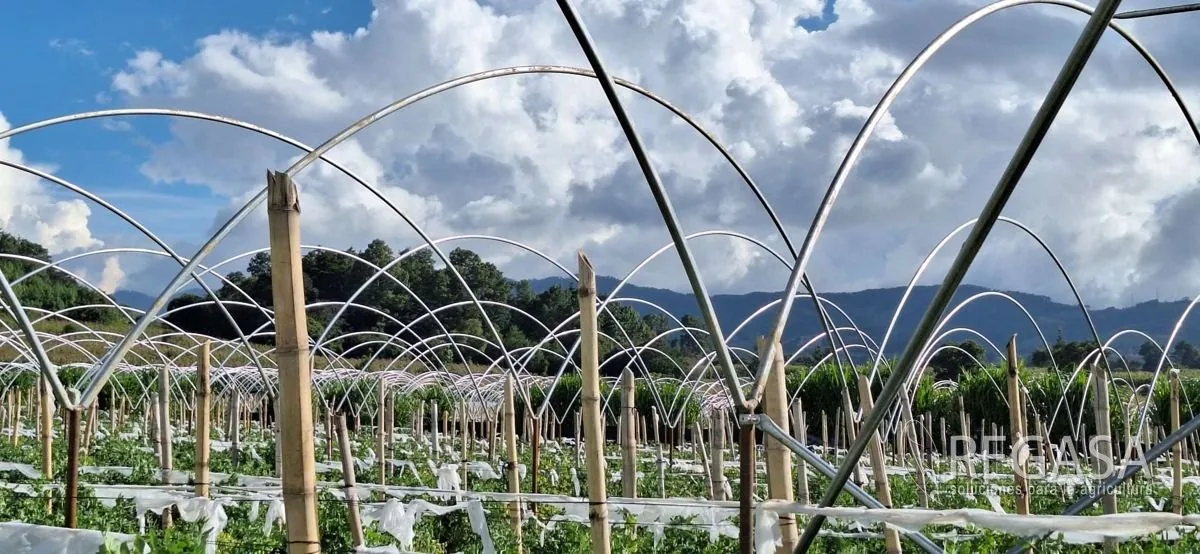 Casa Malla vs. Invernadero: ¿Cuál te Conviene en Guatemala?
