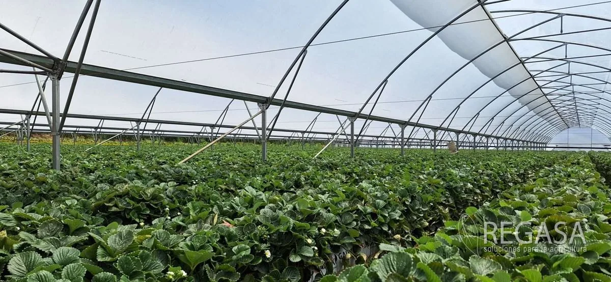Invernaderos para Aguacate en Guatemala: Guía Completa 2025