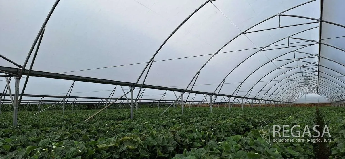 Interior de un invernadero REGASA con el cultivo en pleno desarrollo