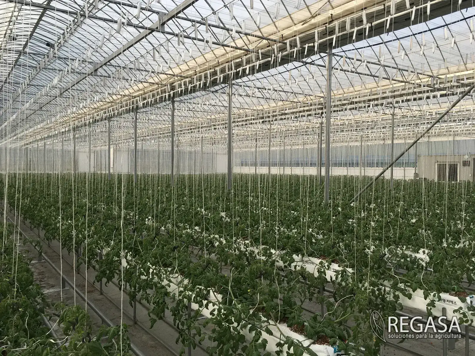 Greenhouse Ventilation: Passive, Forced, and When You Need Which