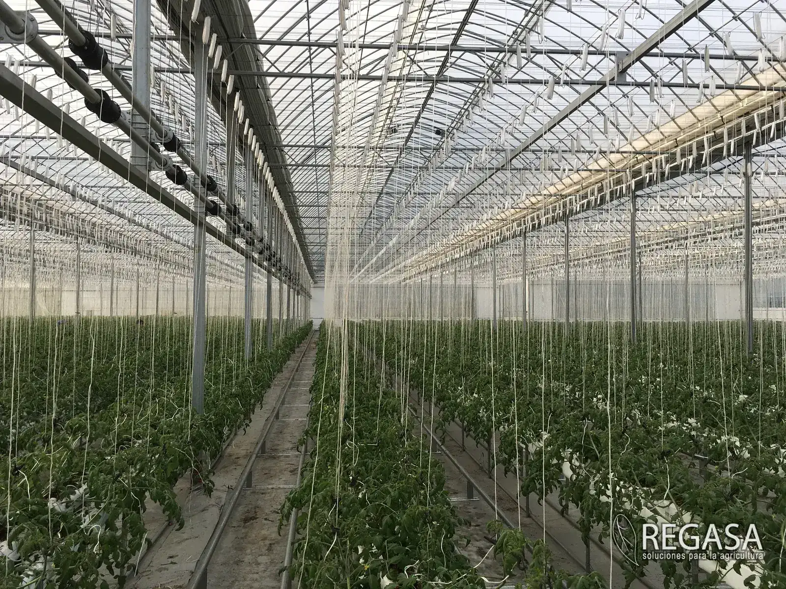 How to Size Your First Greenhouse