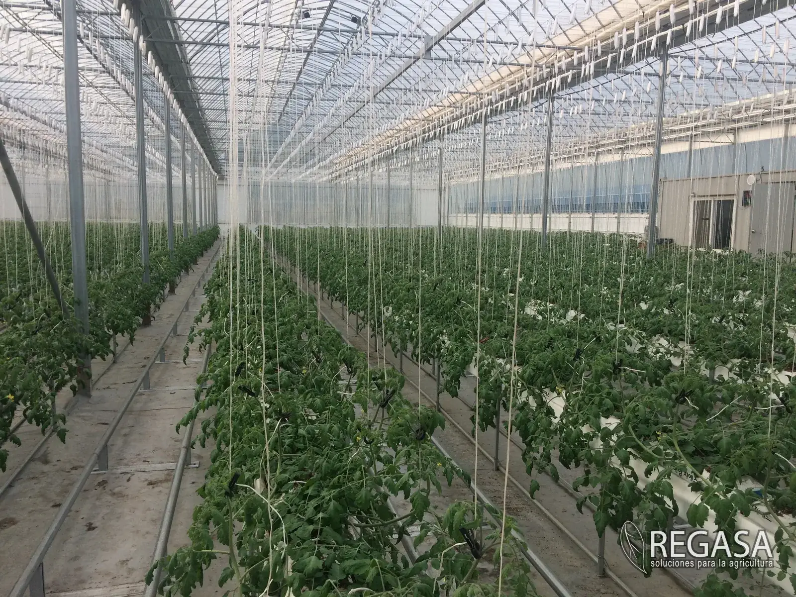 Commercial Greenhouse Farming in Florida: What the Climate Demands