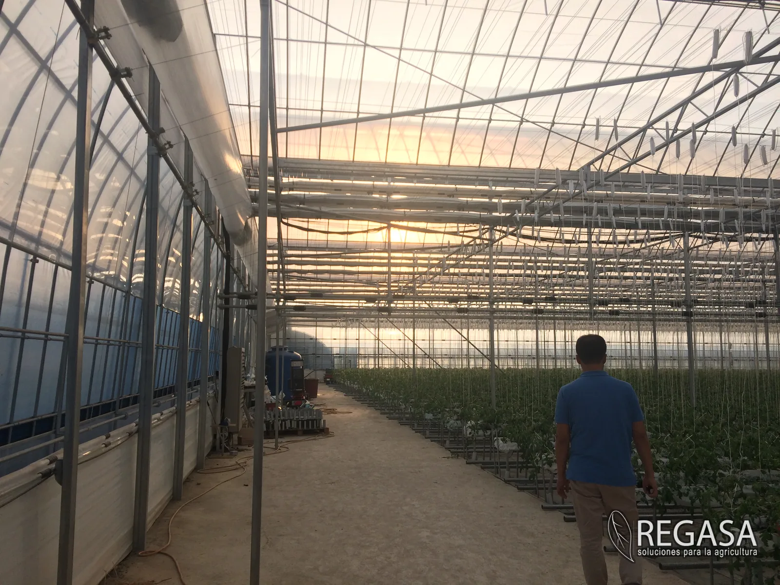 Commercial greenhouse covered with UV-stabilized film