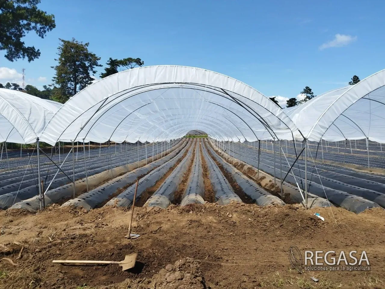 Interior de un macrotúnel REGASA con camas cubiertas de mulch