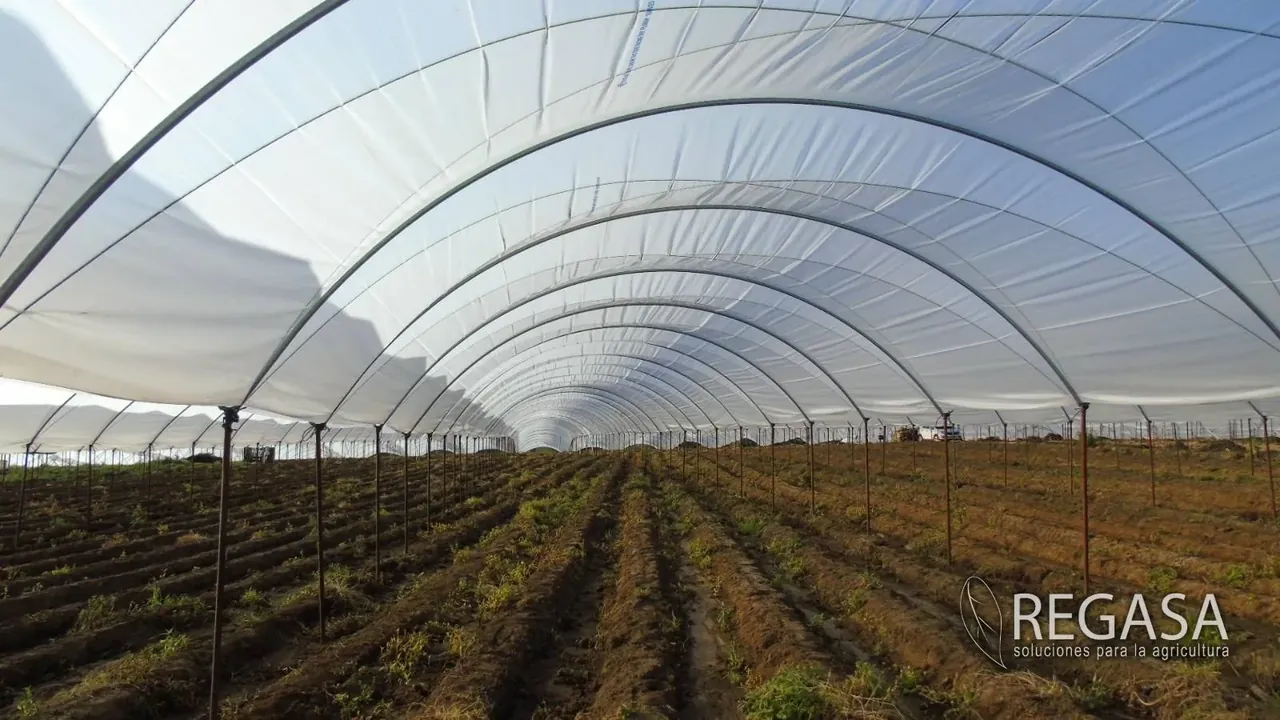 Interior amplio de un macrotúnel REGASA con camas de siembra