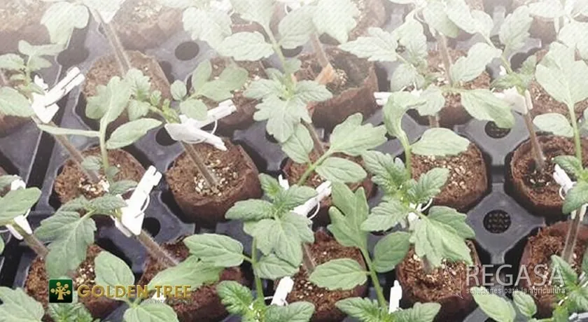Bandejas de Germinación