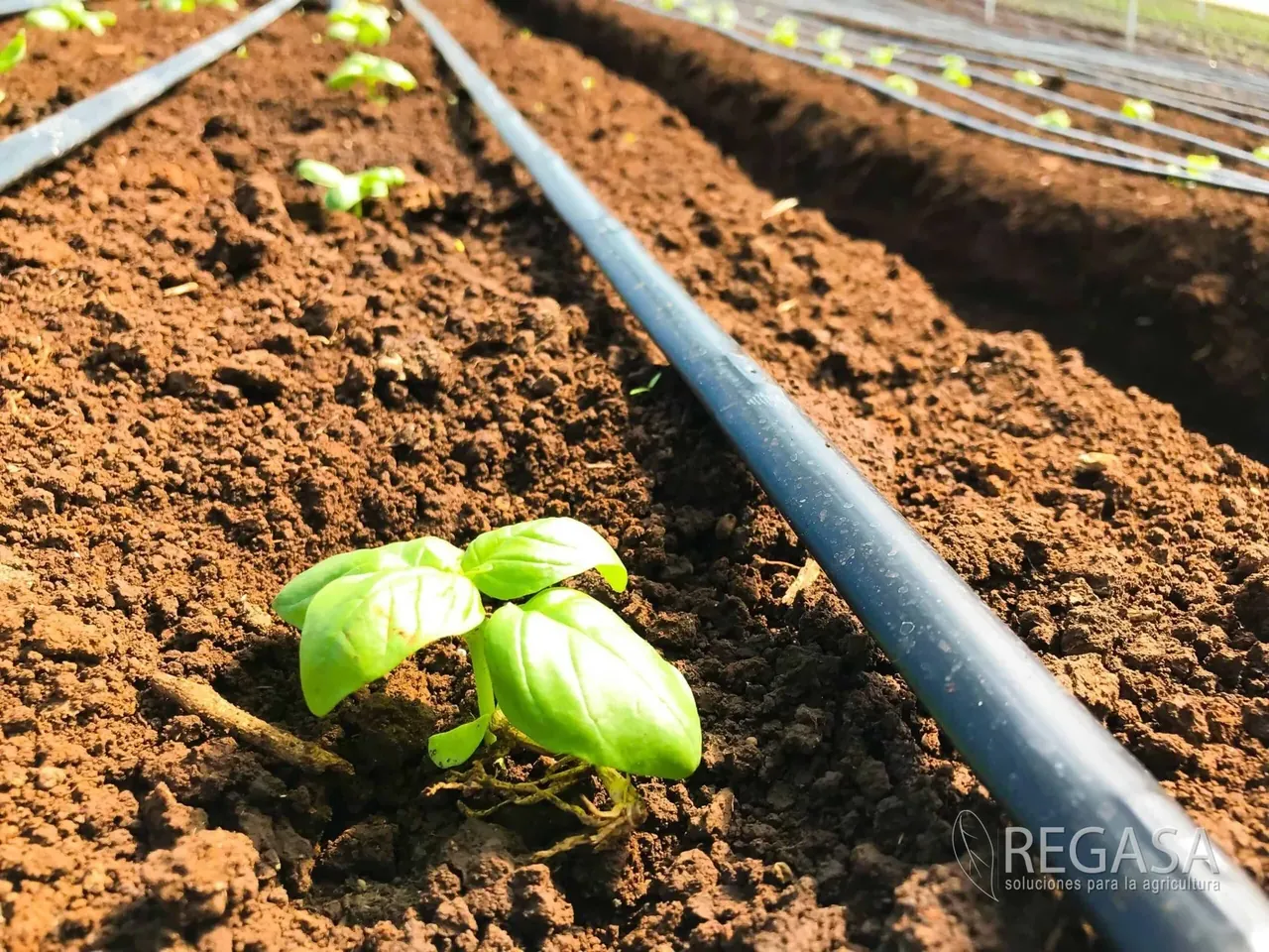 Detalle de la línea de goteo en campo