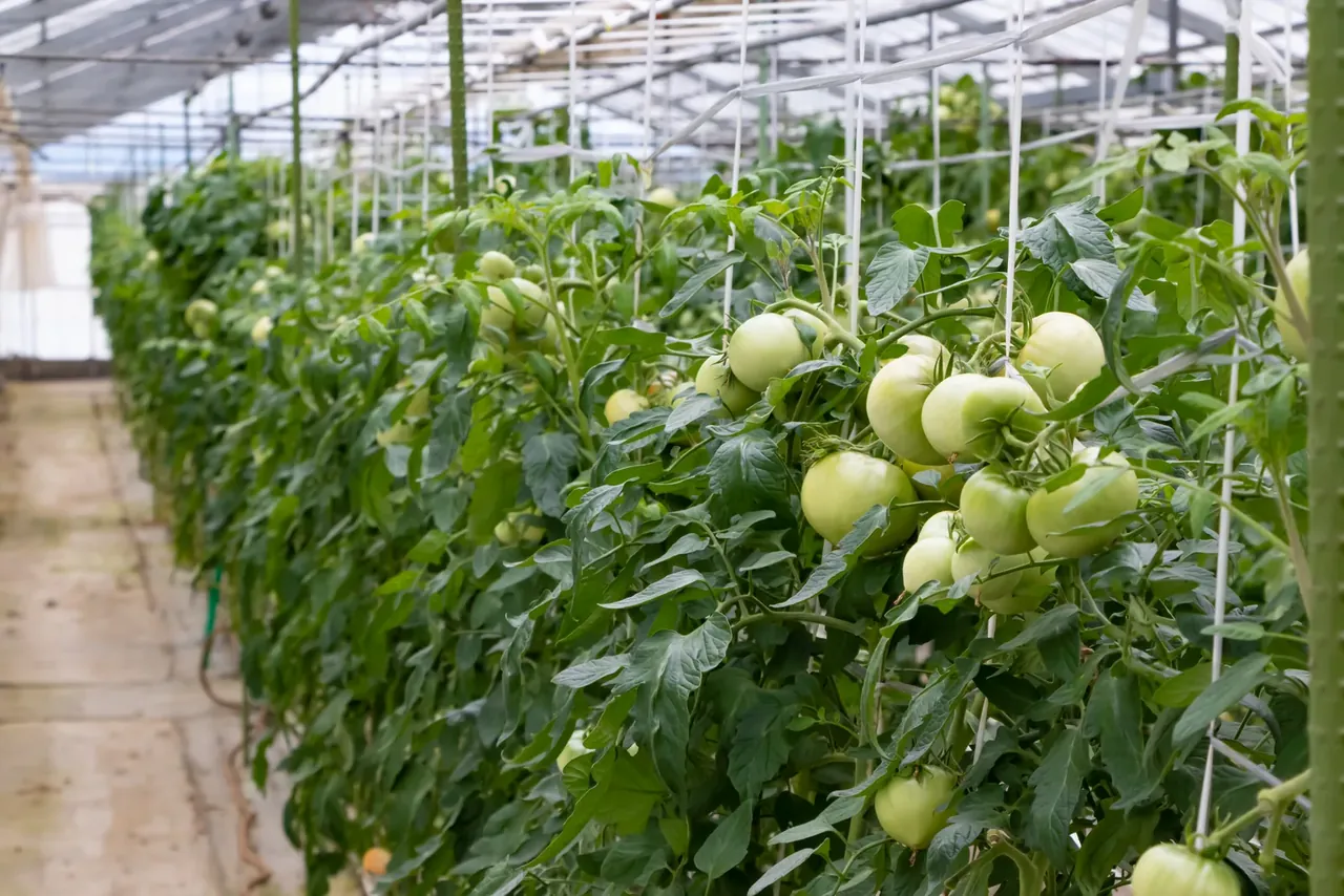 Invernadero para Tomate en Guatemala: Guía Completa