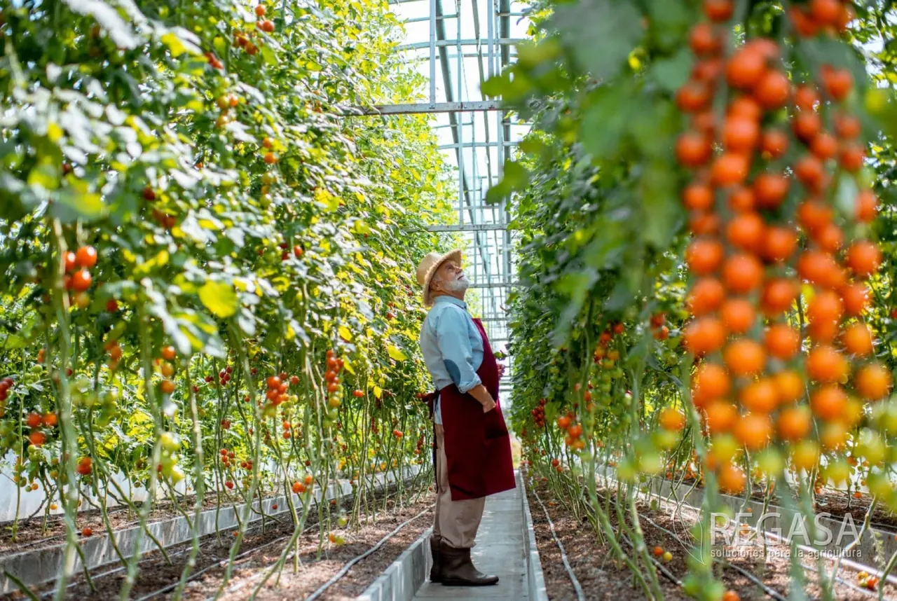 Producción de tomate bajo invernadero